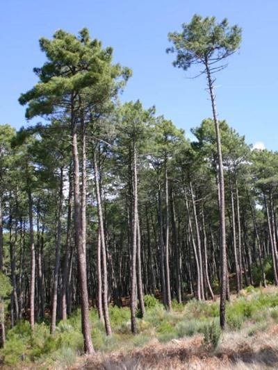 Mobil Home 6 Personnes Foret Des Landes Mimizan Exterior foto